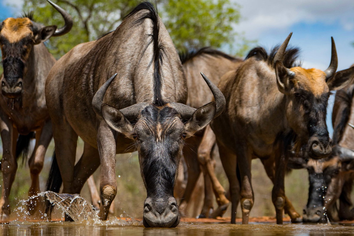 Gnous au point d'eau dans la r&eacute;serve de Karongwe